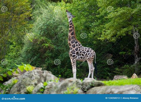 Big Giraffe in Its Natural Habitat Stock Photo - Image of nose ...