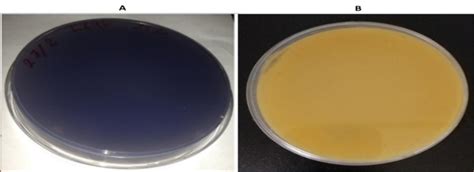 TSA agar plates were inoculated with L646 and L645 strains. Panel A ...