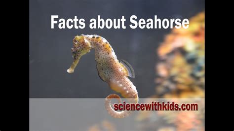 Facts about seahorse | Doovi