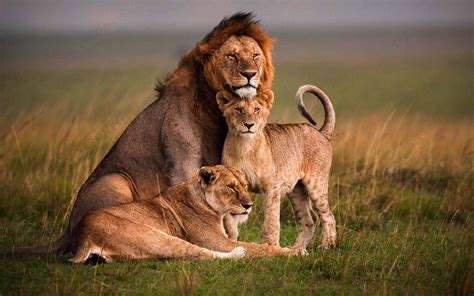 Lion Family Wallpapers - Top Free Lion Family Backgrounds - WallpaperAccess