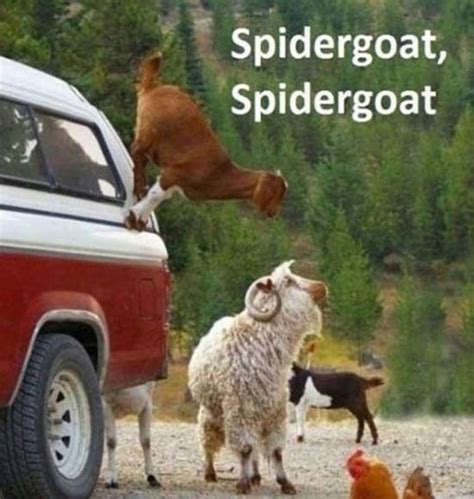 Funny Goat Pictures (50 Awesome Images)