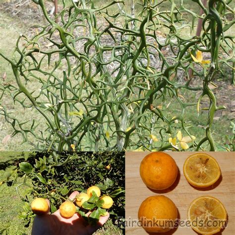 Home & Garden Poncirus trifoliata FLYING DRAGON HARDY TRIFOLIATE ORANGE ...