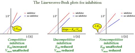 ENZYME KINETICS - Welcome to Bio Stud...