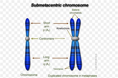 Eukaryotic Chromosome Structure DNA Centromere Genetics, PNG, 557x547px ...