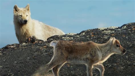 Arctic Wolf Hunts Baby Caribou | Planet Earth II | BBC Earth - YouTube