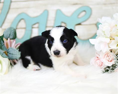 A black and white border collie puppy Miami. | Border Collie & Maremma ...