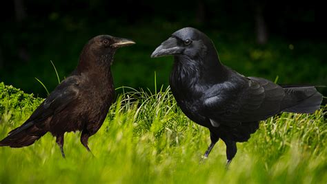 Raven Vs Crow: Do You Know The Difference? | IFLScience