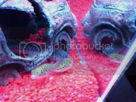 Goby Dragon - Ideal Tank mates | MonsterFishKeepers.com