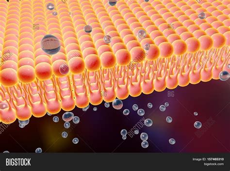 Cell Membrane, Lipid Image & Photo (Free Trial) | Bigstock