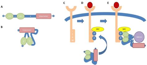 SYK structure and activation. (A) Schematic diagram showing the ...