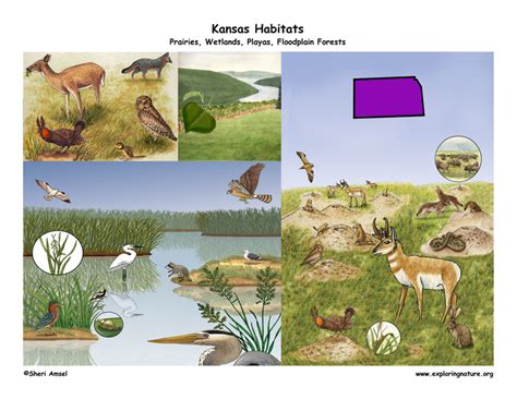 Kansas Habitats, Mammals, Birds, Amphibians, Reptiles