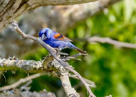 Blue Grosbeak (male) | BirdForum