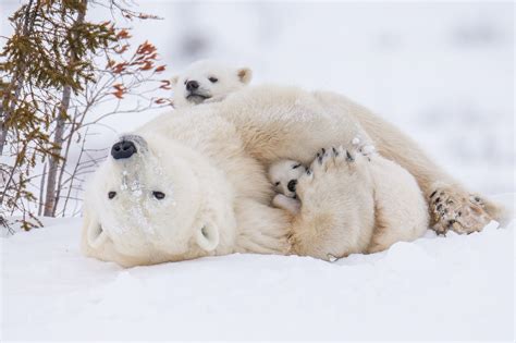 Polar Bear Play Image | National Geographic Your Shot Photo of the Day