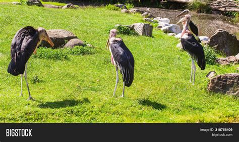 African Birds. Stork Image & Photo (Free Trial) | Bigstock