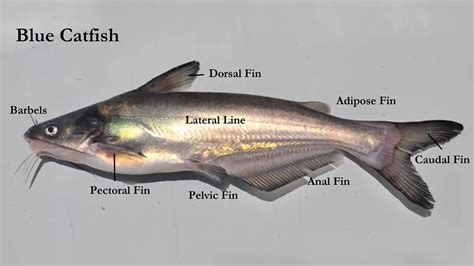 Types of Catfish and How to Identify Them - Wired2Fish