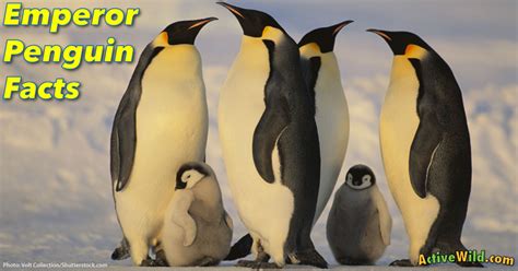 Emperor Penguin Facts For Kids, Students & Adults - Active Wild