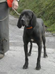 Plott Hound - Wikipedia