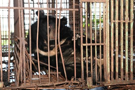 Why Bear Bile Farming Persists in Vietnam | Stop animal cruelty, Asian ...