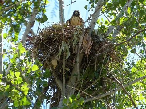 32 Interesting Facts About Red-tailed Hawks - Bird Feeder Hub