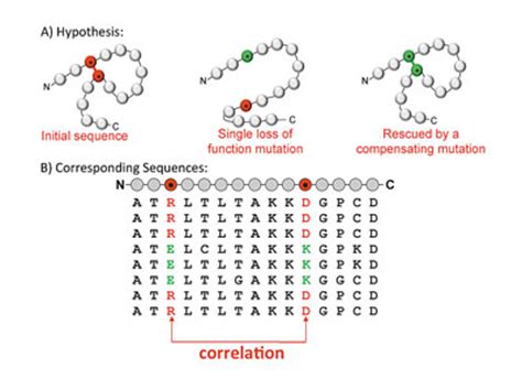 Shortest Protein Amino Acid Sequence