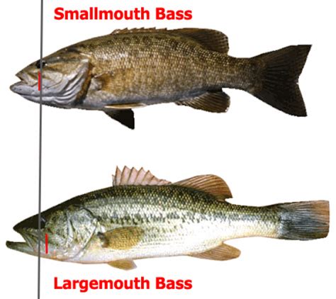 Great Lakes Bass Fishing Forum - Comparison of a Smallmouth and ...