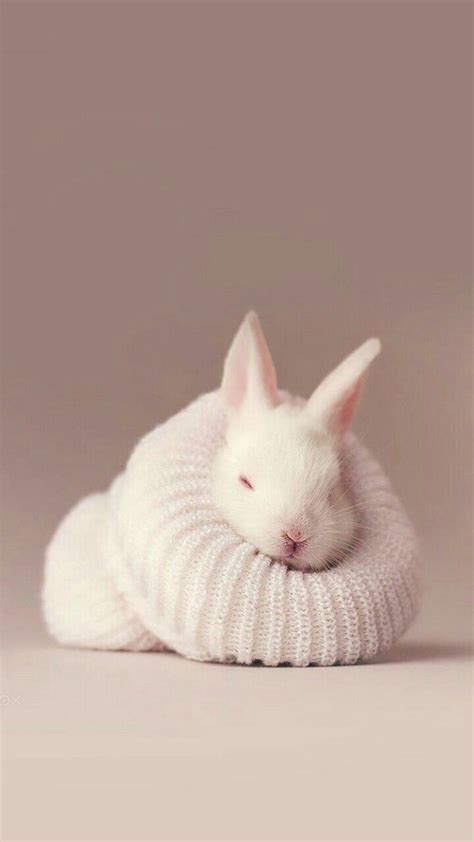 Cute Bunny Rabbits Wallpaper