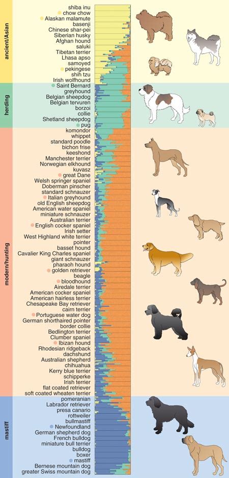 The Domestication of Dogs, Revealed | Rover Blog