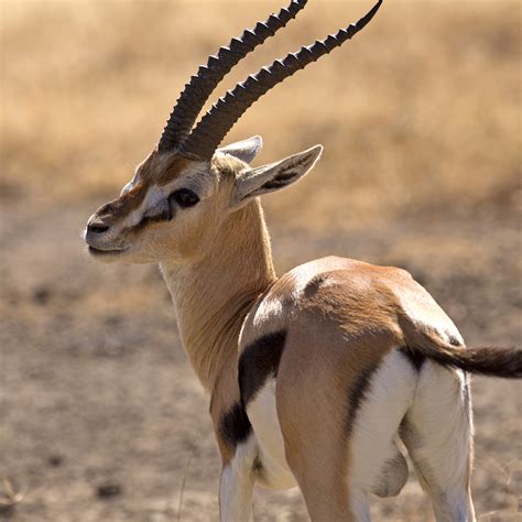 Gazelle | Zoologiste.com