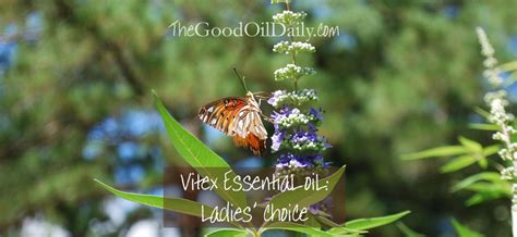 Vitex Essential Oil : Ladies’ Choice – The Good Oil Daily