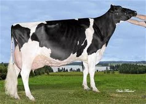 Holstein - ALPHA GENETICS