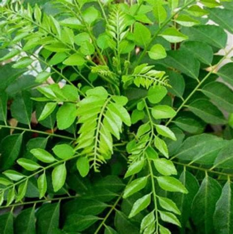 Wonders of Curry Leaves you must know - Malaysia Health Family medicine ...