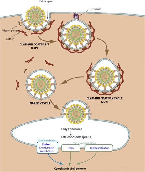 Life cycle of receptors, G proteins and Second Messengers (Definition ...