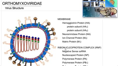 orthomyxoviridae structure - YouTube