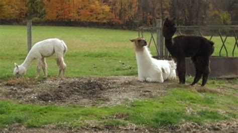 Best Kept Secret: A Visit to the Llama Farm - YouTube