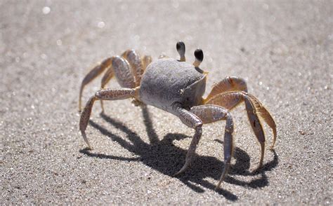 The Common Sand Crab Free Photo Download | FreeImages