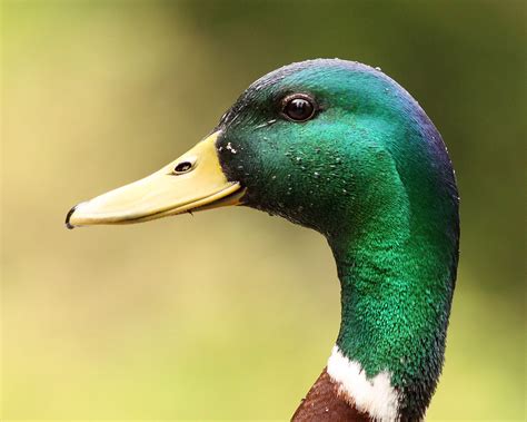 "Mallard of Many Colors" A Male Mallard Duck at Stanley Pa… | Flickr