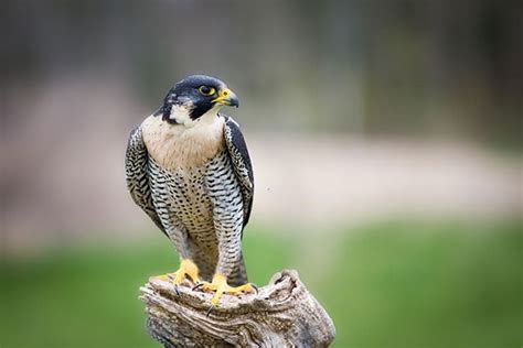 Peregrine Falcon | Bird Identification Guide | Bird Spot