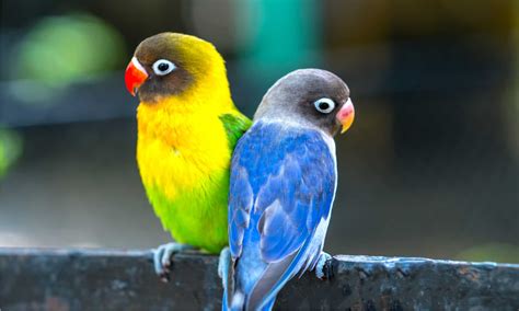 Love Bird Colors: Rarest to Most Common - A-Z Animals