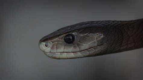 Free download | HD wallpaper: reptiles, snake, mamba | Wallpaper Flare