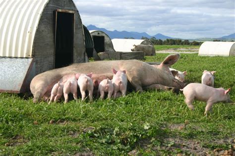 Free Range Pig Farms | Westpork | Quality West Australian Pork