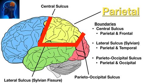 Jumma Mubarik, Occipital Lobe, Cerebral Cortex, Frontal Lobe, Limbic ...