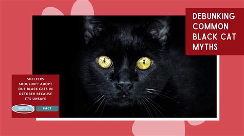 Debunking 4 Common Black Cat Myths | Cat Care Society