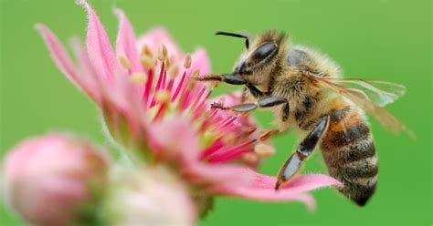 Rotarians for Bees - Pollination Garden | District 9820