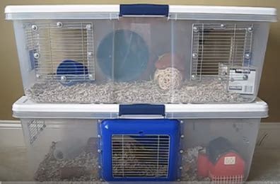 Diy Rat Cage Cleaner : The Best Rat Cages Reviews Top Picks Guide 2021 ...