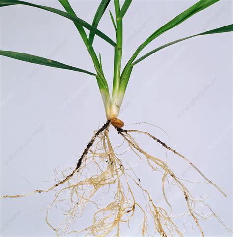 Wheat seedling - Stock Image - C023/7144 - Science Photo Library