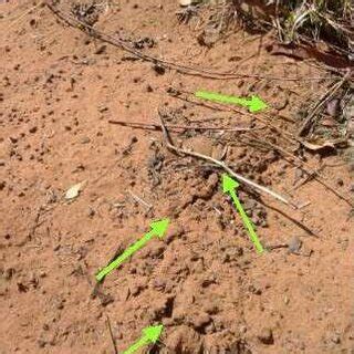 Typical suitable golden mole habitat within the Nylsvley Nature Reserve ...