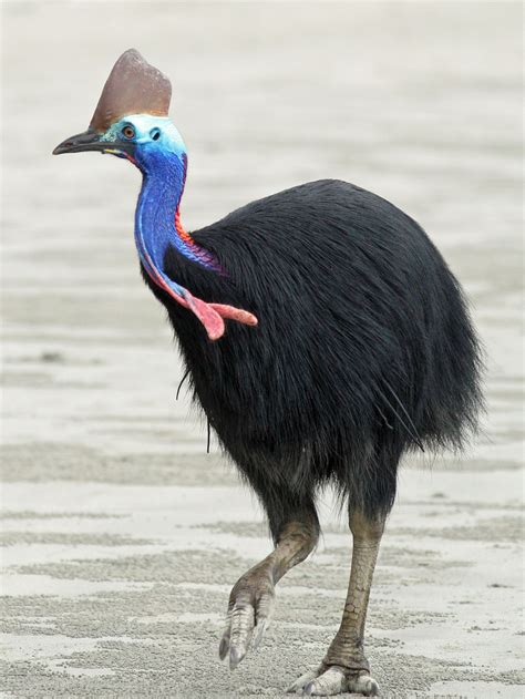 Cassowary Facts Archives - Animal Facts For Kids | Wild Facts