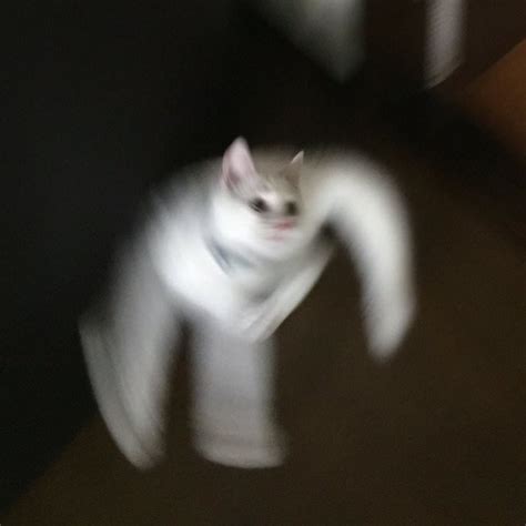 S T R O N G cat : r/Bossfight