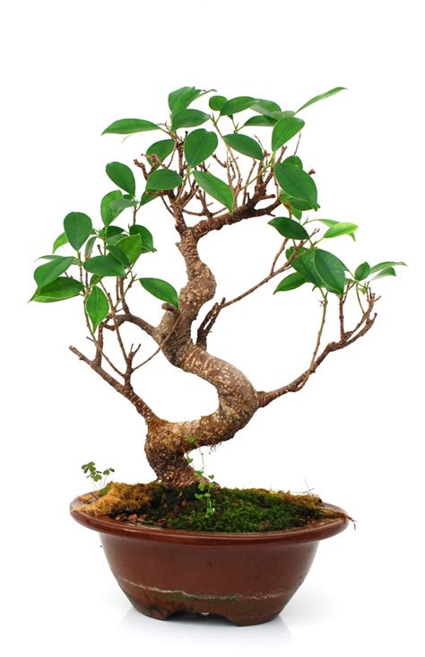 How To Grow A Ficus Bonsai (Ficus Microcarpa Bonsai) | Grow A Bonsai Tree