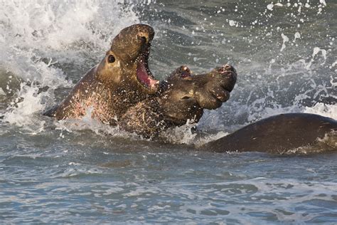 Free Images : sea, wildlife, seals, vertebrate, harbor seal, marine ...